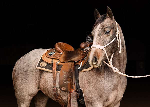 ranch-versatility-quarter-horse