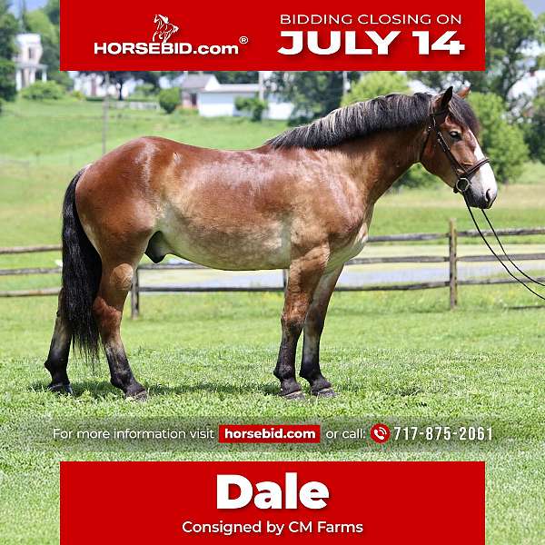all-around-belgian-horse
