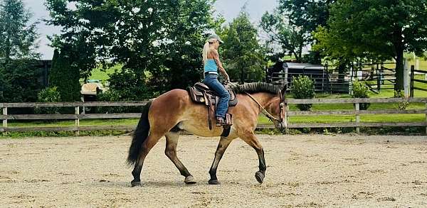 athletic-belgian-horse