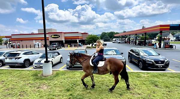 beginner-belgian-horse