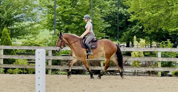 cross-belgian-horse