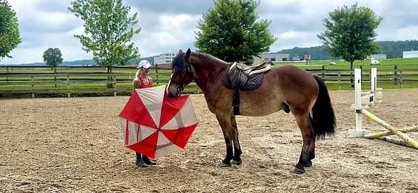 draft-belgian-horse