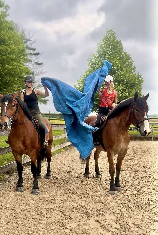 dressage-belgian-horse