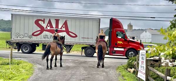 driving-belgian-horse