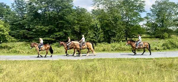 flashy-belgian-horse