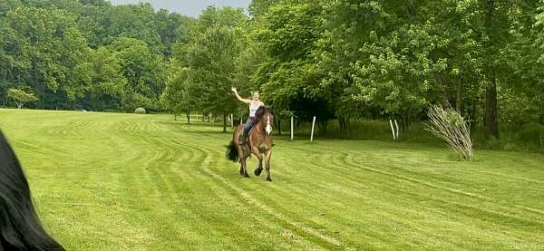 jumping-belgian-horse