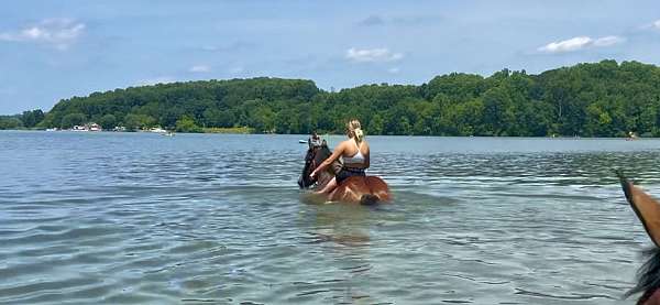 lesson-belgian-horse