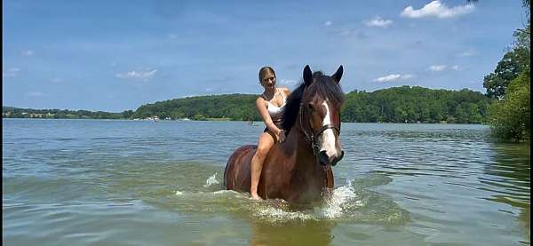 parade-belgian-horse