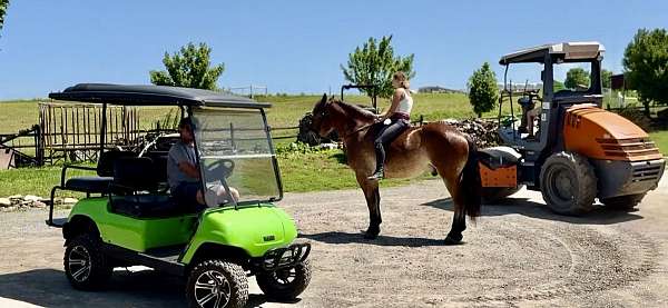 ridden-english-belgian-horse