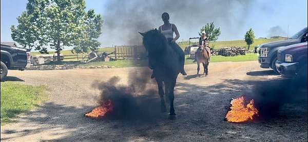 ridden-western-belgian-horse