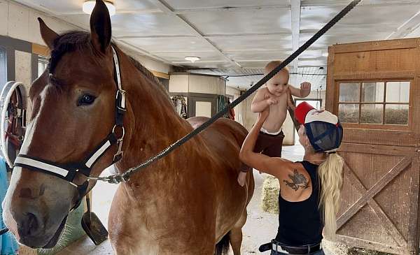 show-belgian-horse