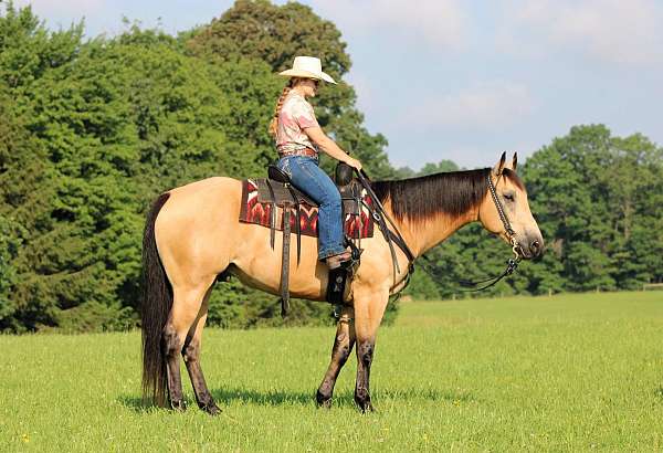 beginner-quarter-horse