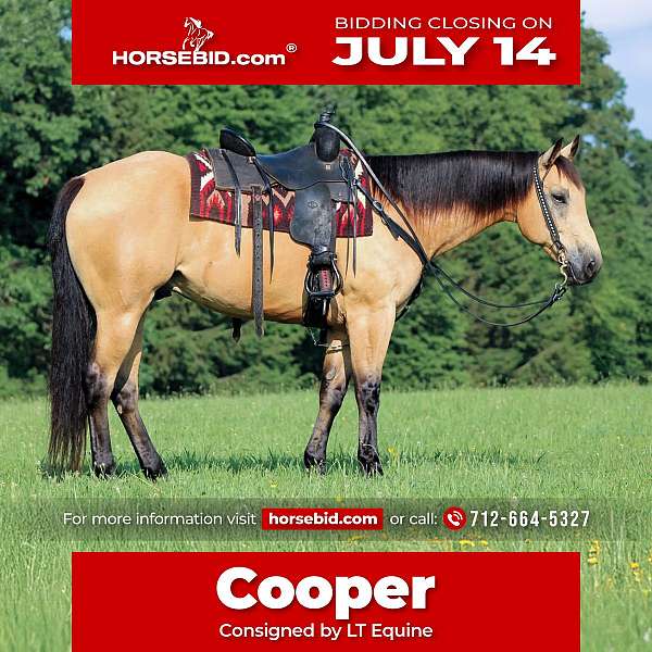 all-around-quarter-horse