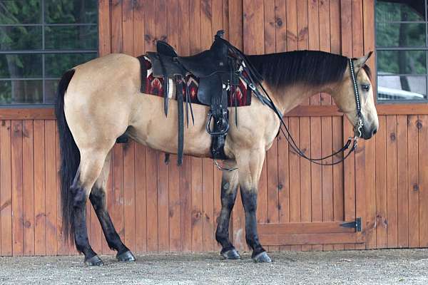 calf-roping-quarter-horse