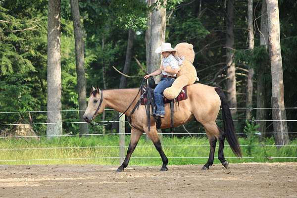 husband-safe-quarter-horse