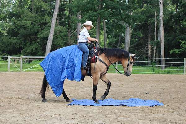 kid-safe-quarter-horse