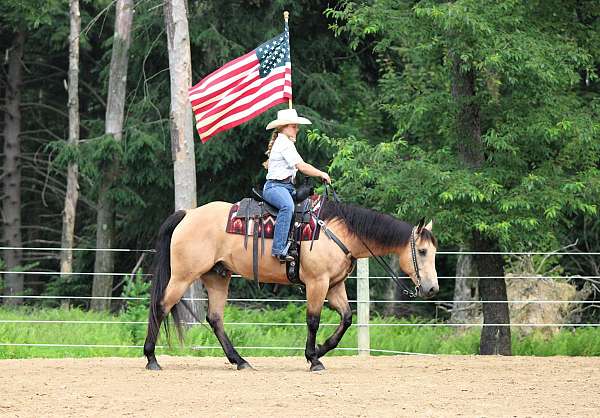 performance-quarter-horse