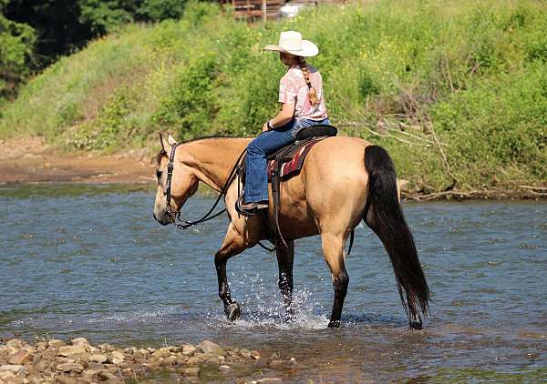 ranch-quarter-horse
