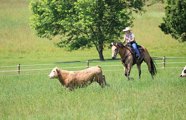 ranch-work-quarter-horse