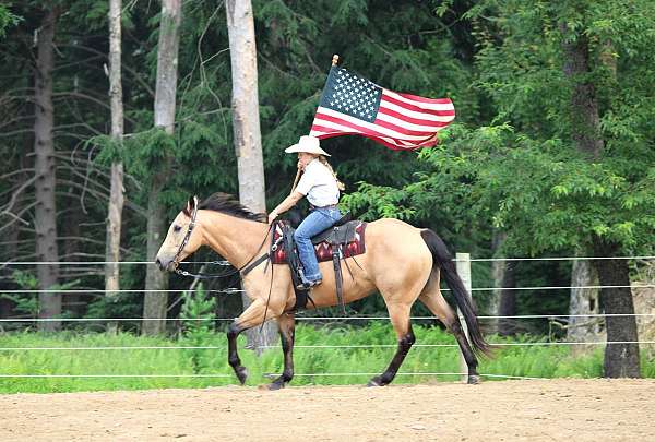 ridden-english-quarter-horse