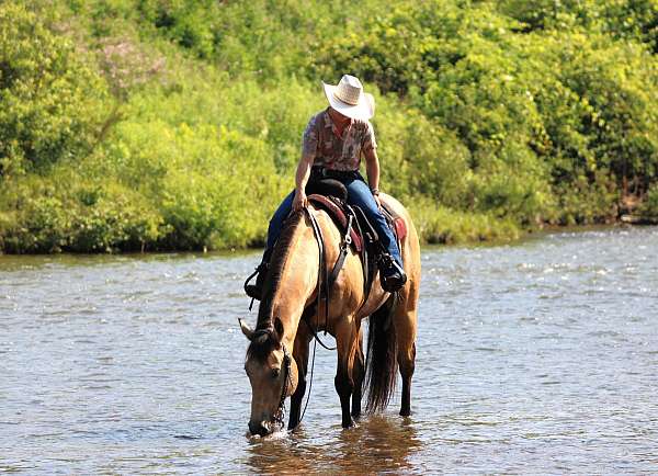 ridden-western-quarter-horse