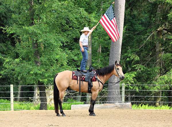 show-quarter-horse