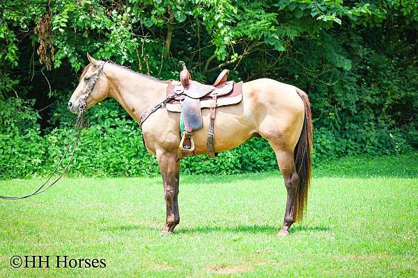 all-around-quarter-horse