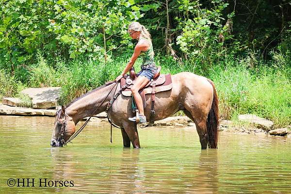 athletic-quarter-horse