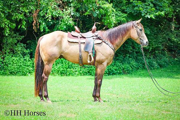 barrel-quarter-horse