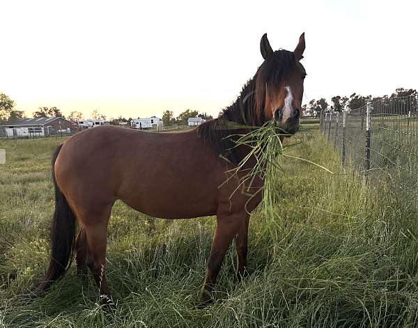 bay-snip-upper-lip-horse