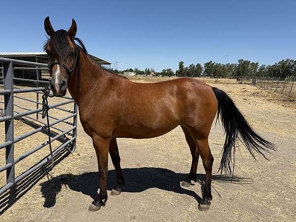 started-under-saddle-arabian-friesian-horse