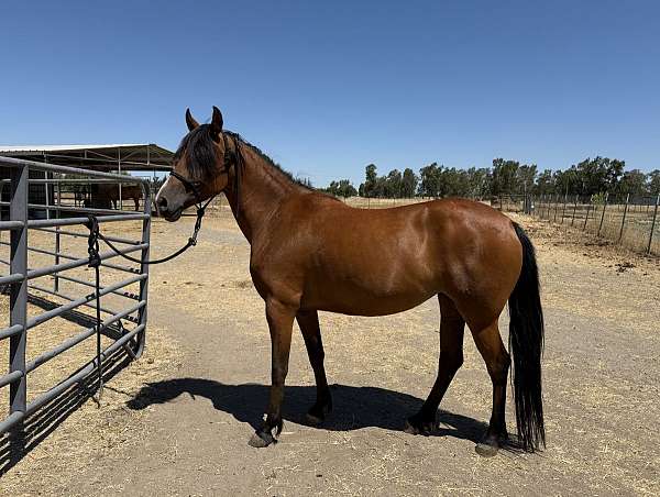trained-arabian-friesian-horse