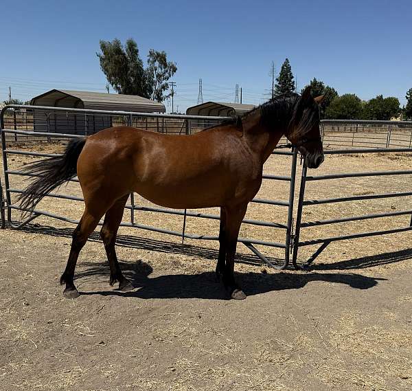 working-arabian-friesian-horse