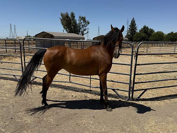 arabian-friesian-filly-mare