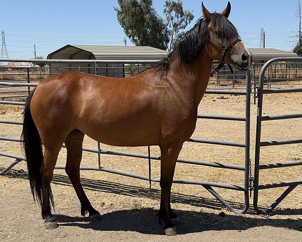 strip-horse