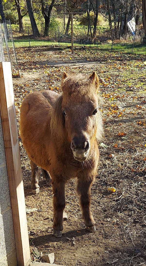 miniature-horse-for-sale