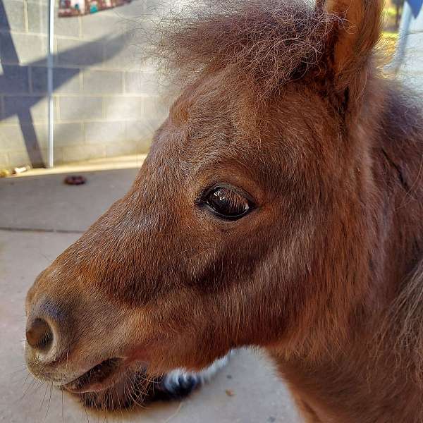 miniature-mare