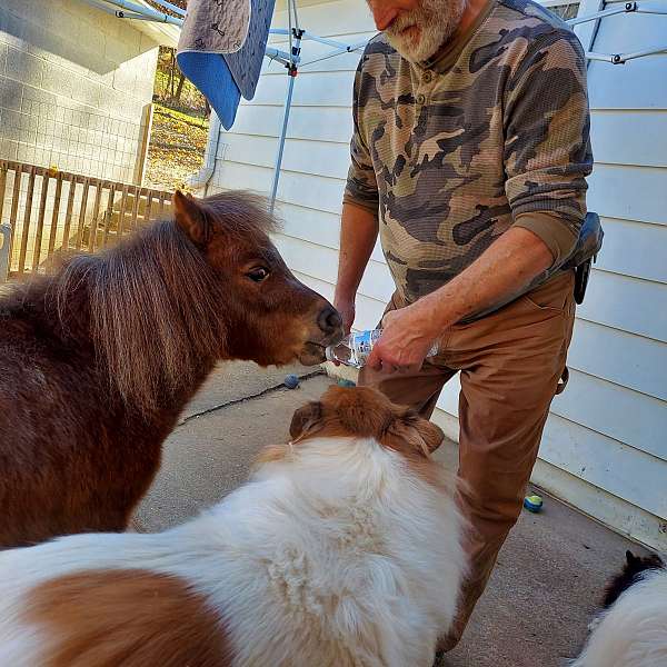 miniature-horse