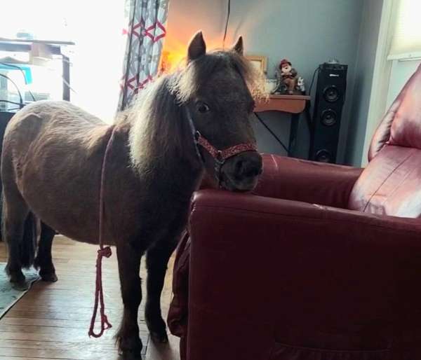 therapy-horse