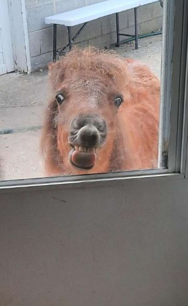sitter-miniature-horse