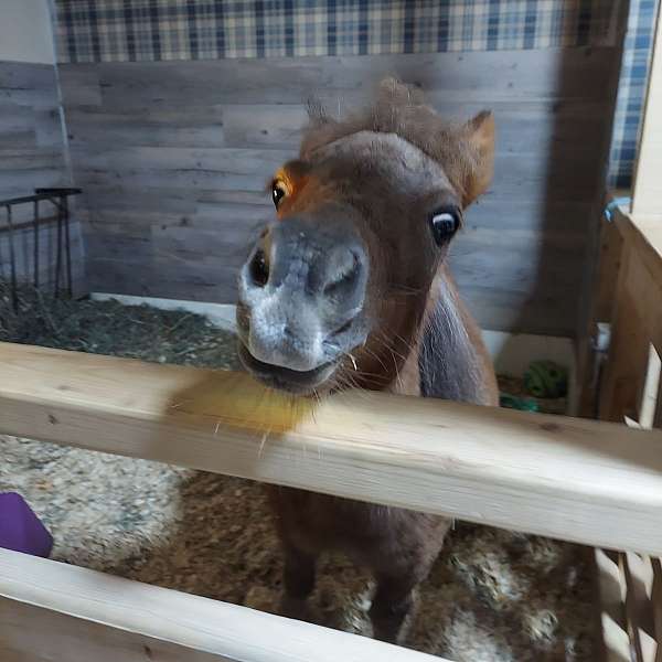 sugar-miniature-horse
