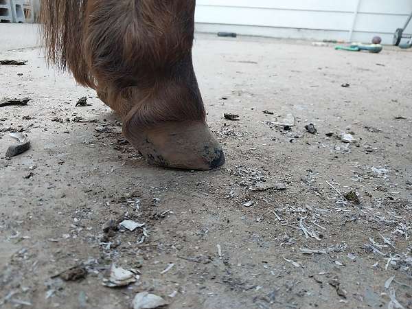 age-miniature-horse