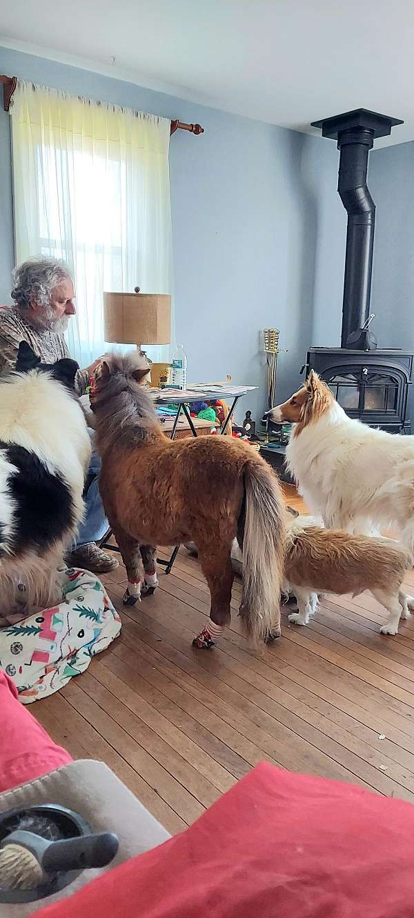 attention-miniature-horse