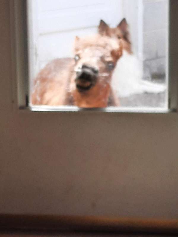 intelligent-miniature-horse