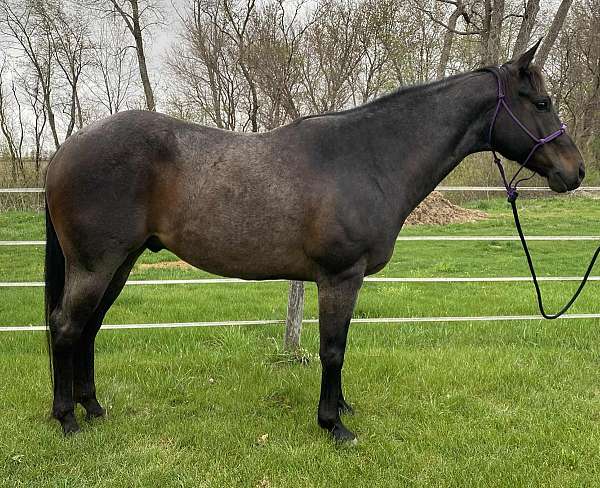 all-around-quarter-horse
