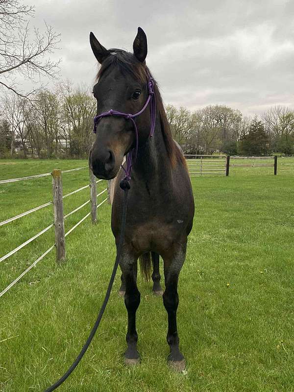 athletic-quarter-horse