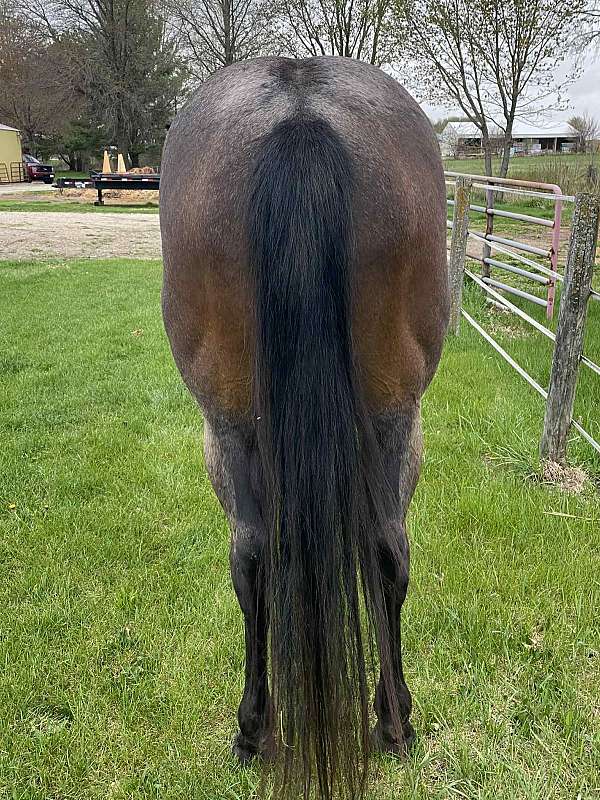 barrel-race-quarter-horse