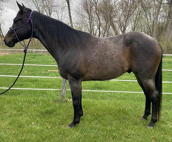 barrel-racing-quarter-horse