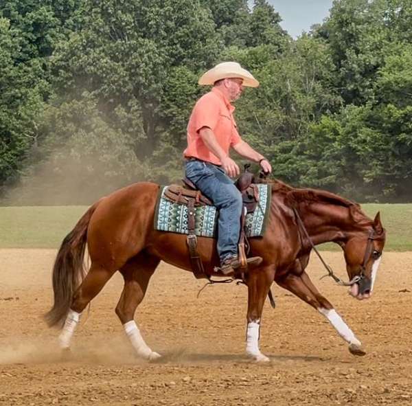 athletic-quarter-horse