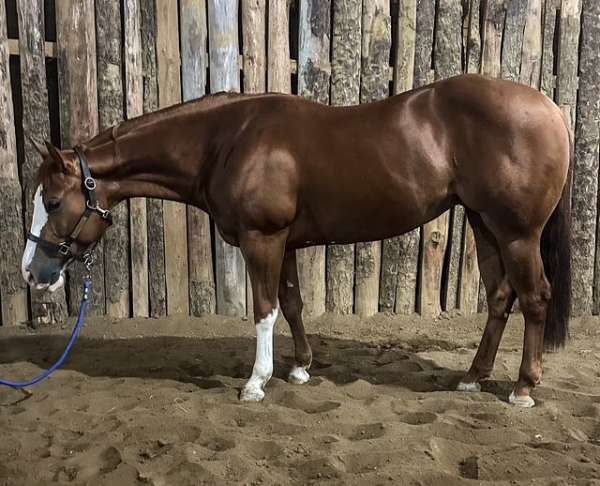 breeding-quarter-horse